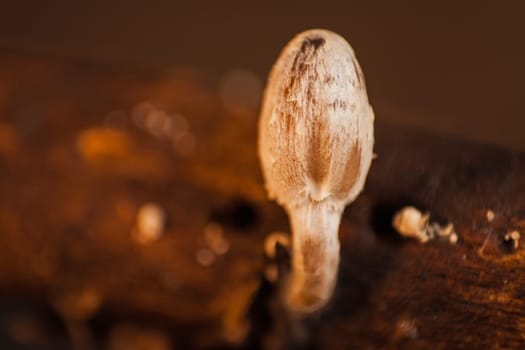 The Young fragile dapperling (Leucocoprinus fragilissimus) has a conical cap