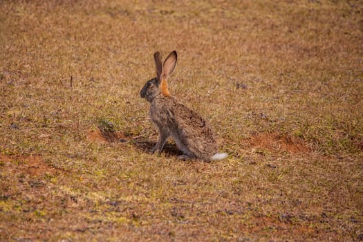 The Scrub Hare (Lepus saxatilis) occurs in a wide area throughout Southern and central Africa