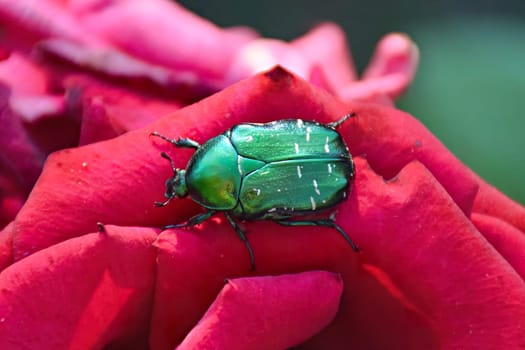 The cockchafer beetle also known as a May bug or Doodlebug sitting on green leaf. The pest control in the garden. Wildlife.