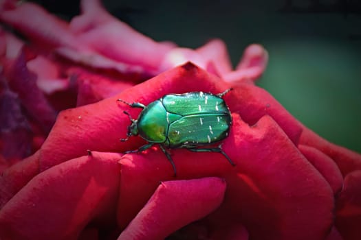 The cockchafer beetle also known as a May bug or Doodlebug sitting on green leaf. The pest control in the garden. Wildlife.