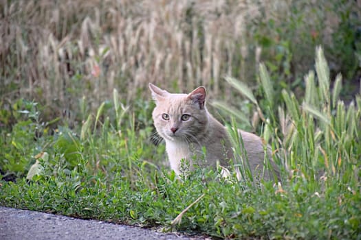 Flea cat itching its neck with paw on porch in outdoors