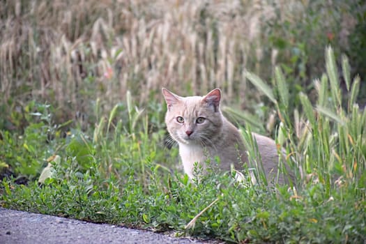 Flea cat itching its neck with paw on porch in outdoors