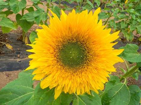 Blooming sunflower farm field, big bright yellow sunflower, agriculture concept harvest. Growing seeds for oil