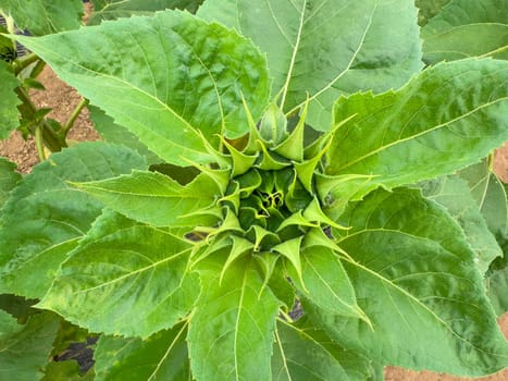 Blooming sunflower farm field, big bright yellow sunflower, agriculture concept harvest. Growing seeds for oil