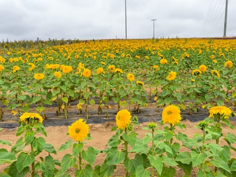 Blooming sunflower farm field, big bright yellow sunflower, agriculture concept harvest. Growing seeds for oil