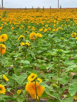 Blooming sunflower farm field, big bright yellow sunflower, agriculture concept harvest. Growing seeds for oil