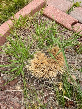 A patch of dried ornamental grass that did not survive the winter, situated within a border of red pavers and surrounded by fresh green grass. The contrast between the dead and living vegetation highlights the effects of seasonal change.