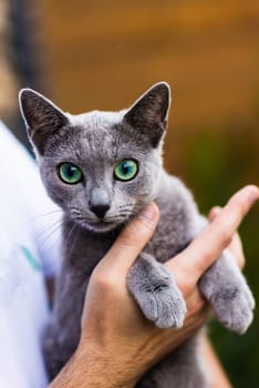 British Shorthair blue cat lying and sitting on a wooden table in green garden.