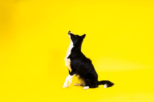 A happy black dog border collie portrait on a yellow and red background