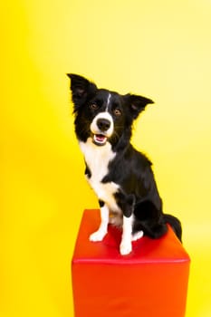 A happy black dog border collie portrait on a yellow and red background