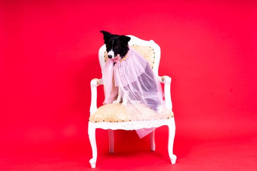 A happy black dog border collie portrait on a yellow and red background