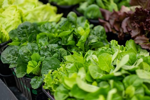 A close-up shot of various types of fresh green leafy vegetables displayed in black plastic containers at a farmers market.