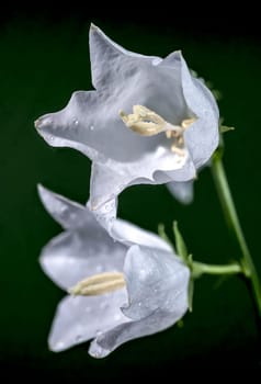 Beautiful Blooming white bellflower or campanula on a green background. Flower head close-up.