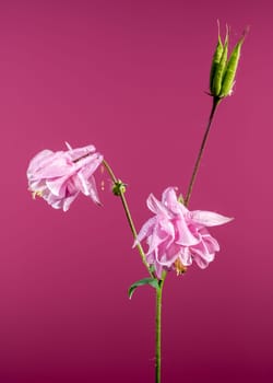 Beautiful Blooming Pink Aquilegia or columbine on a pink background. Flower head close-up.