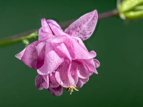 Beautiful Blooming Pink Aquilegia or columbine on a green background. Flower head close-up.