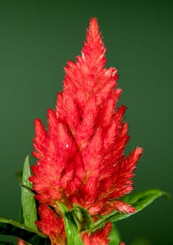 Beautiful Blooming red Celosia flower or woolflower on a green background. Flower head close-up.