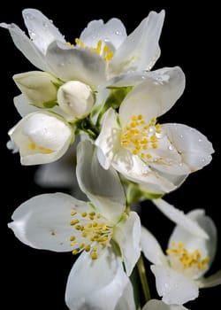 Blooming white jasmine flower on a black background. Flower head close-up.