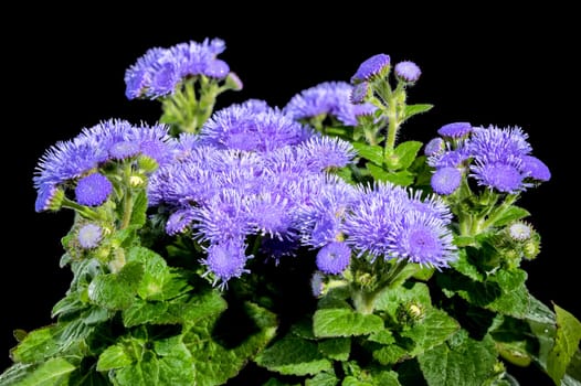 Beautiful Blooming blue Ageratum Bluemink flowers on a black background. Flower head close-up.