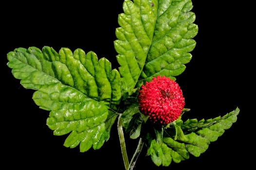 Beautiful Blooming red Duchesnea indica or faise strawberry on a black background. Flower head close-up.