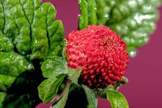 Beautiful Blooming red Duchesnea indica or faise strawberry on a pink background. Flower head close-up.