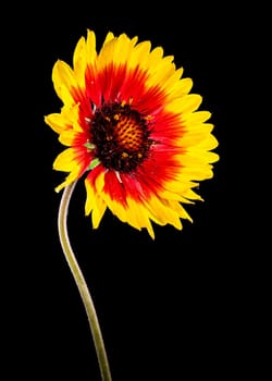 Beautiful Blooming red Gaillardia or blanket flower isolated on a black background. Flower head close-up.