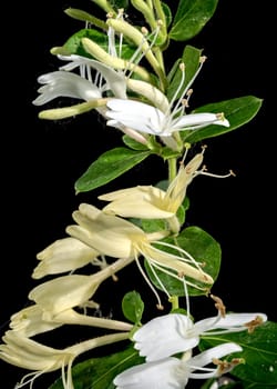 Beautiful Blooming white decorative honeysuckle on a black background. Flower head close-up.