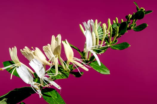 Beautiful Blooming white decorative honeysuckle on a pink background. Flower head close-up.