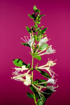 Beautiful Blooming white decorative honeysuckle on a pink background. Flower head close-up.