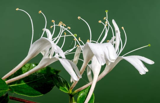 Beautiful Blooming white decorative honeysuckle on a green background. Flower head close-up.