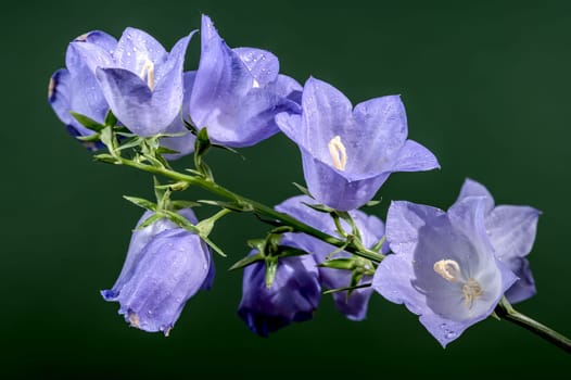 Beautiful Blooming blue bellflower or campanula on a green background. Flower head close-up.