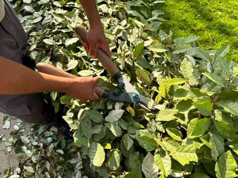 Man trimming green ivy leaves with garden shears in sunlight, outdoor gardening concept. Close up of hands pruning dense foliage, maintaining healthy plants. High quality photo