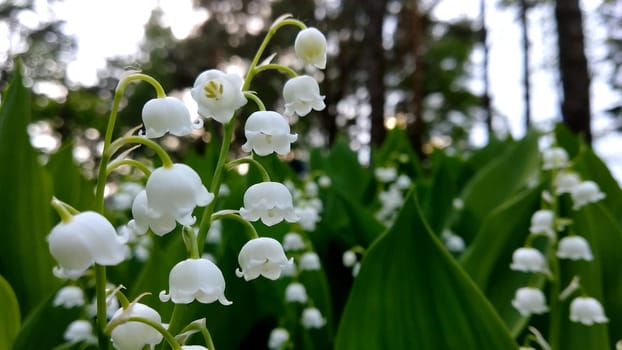 Lily of valley flower. White bell flower. Background close-up macro shot. Natural natural background with blooming lily of valley flowers. Mothers Day. Lily of valley blooms in the spring forest