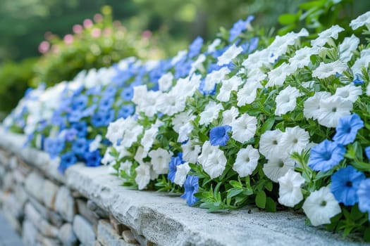 Electric blue and white flowers bloom beautifully along a stone wall, creating a stunning display of natures beauty