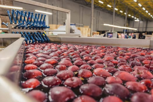 close-up washing red apples in production