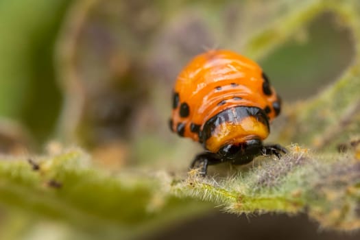 young Colorado potato beetle eats sprouts and potatoes close-up