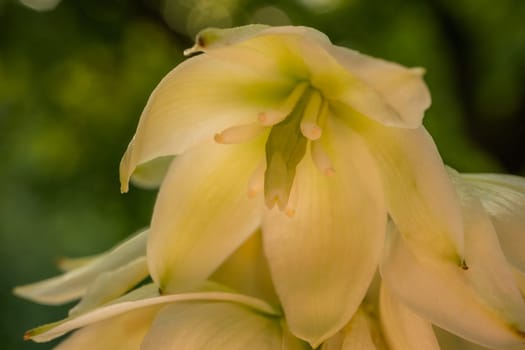 Yucca flowers close up illuminated by natural light