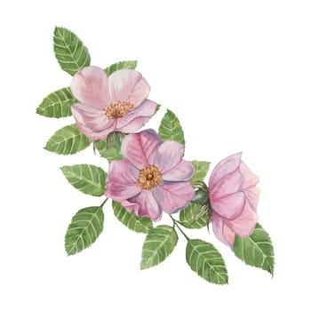 Pink rosehip flowers with green leaves. Rosa canina flower arrangement in watercolor. Floral dog rose bouquet clipart for botanical designs, greeting cards, invitations, labels, cosmetics, napkins