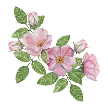 Pink rosehip flowers with buds and green leaves. Rosa canina flower branch in watercolor. Floral wild rose bouquet clipart for botanical design, greeting cards, invitations, labels, cosmetics, napkins