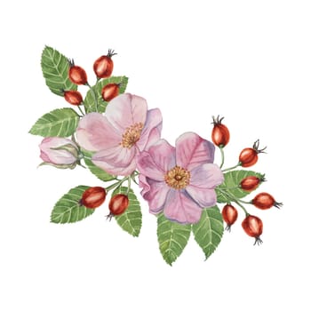 Red rosehip berries and Pink wild rose flowers with buds. Rosa canina plant branch in watercolor. Floral dogrose clipart for botanical design, greeting cards, invitations, scrapbooking, decoration