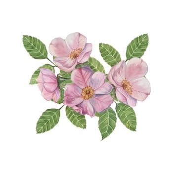 Pink rosehip flowers with green leaves. Rosa canina flower arrangement in watercolor. Floral dog rose bouquet clipart for botanical designs, greeting cards, invitations, labels, cosmetics, napkins