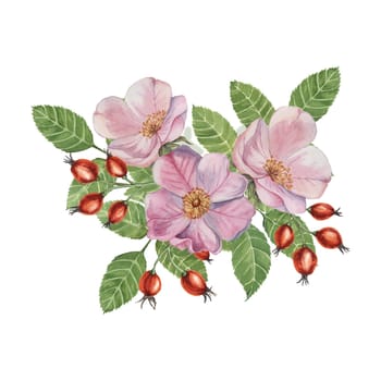 Red rosehip berries and Pink wild rose flowers with buds. Rosa canina plant branch in watercolor. Floral dogrose clipart for botanical design, greeting cards, invitations, scrapbooking, decoration