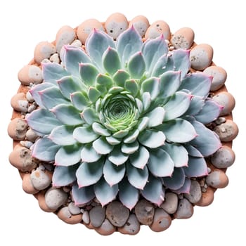 Echeveria Elegans rosette of pale green and pink succulent leaves in a terracotta pot with. Plants isolated on transparent background.