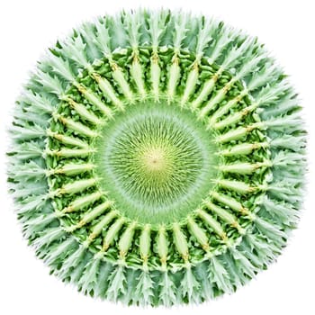 Cardoon Stalk Mandala pale green cardoon stalks radiating outward in a striking mandala edges delicately. Food isolated on transparent background.