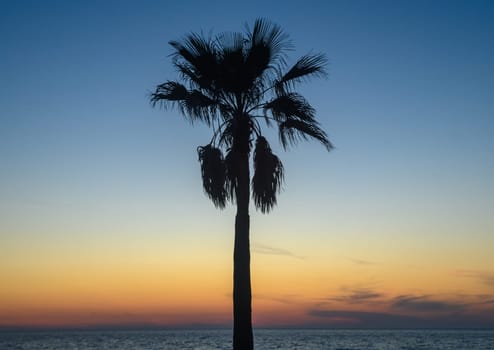 silhouette of a tropical palm tree against a sunset background 3