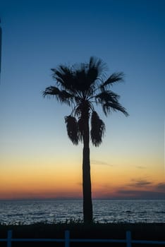 silhouette of a tropical palm tree against a sunset background 2