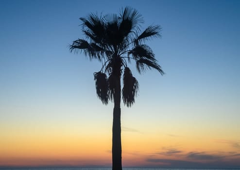 Stunning sunset with palm tree silhouettes against a colorful sky. 2