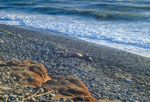 The Mediterranean Sea washed up the corpse of a cow on the beach 3