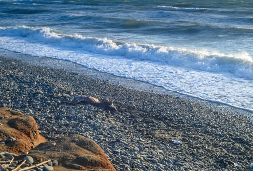 the corpse of a cow washed up by the Mediterranean Sea on the beach of Cyprus 1