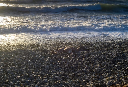 the corpse of a cow washed up by the Mediterranean Sea on the beach of Cyprus 2