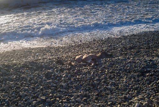 The Mediterranean Sea washed up the corpse of a cow on the beach 2